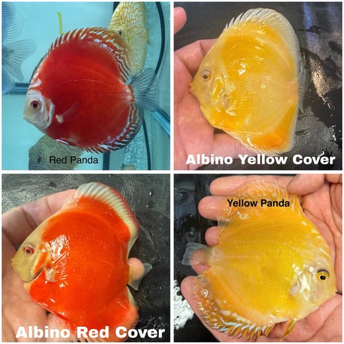 Pack discus fish - discus, 3.75