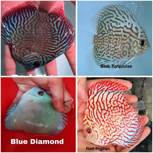 Pack discus fish - 4, 3.75"