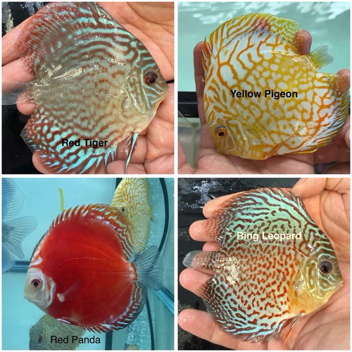 Pack discus fish 3 - of,
