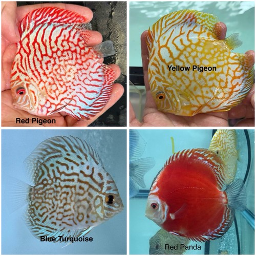 Pack discus fish 3 75 - discus,