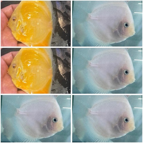 Pack discus fish 75 - of, 6