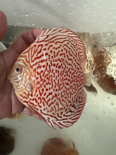Albino leopard discus fish - albino,