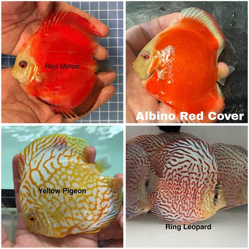 Pack discus fish - 4, 3.75"
