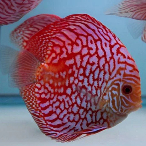 Red checkerboard discus - checkerboard,