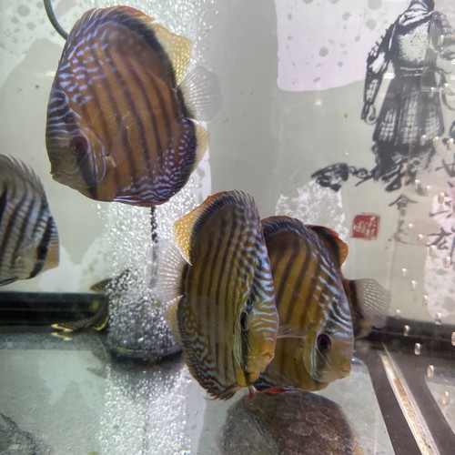 Trombetas semiroyal red discus - semiroyal,
