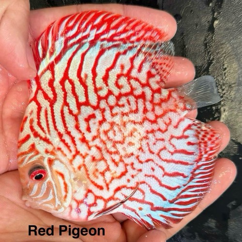 Red pigeon discus 4 - pigeon, 4"