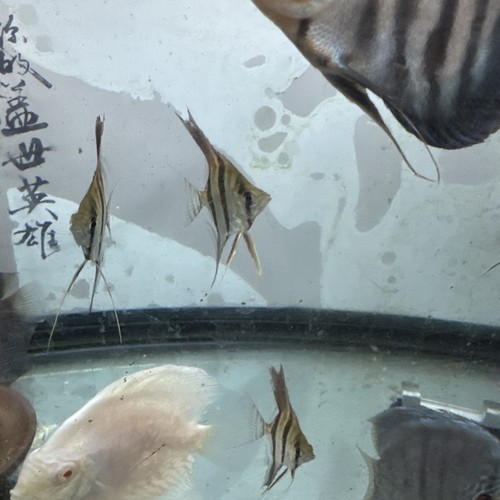 Altum inch angle fish - inch,