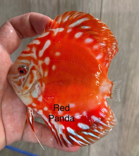 Pack 4 red - of,
