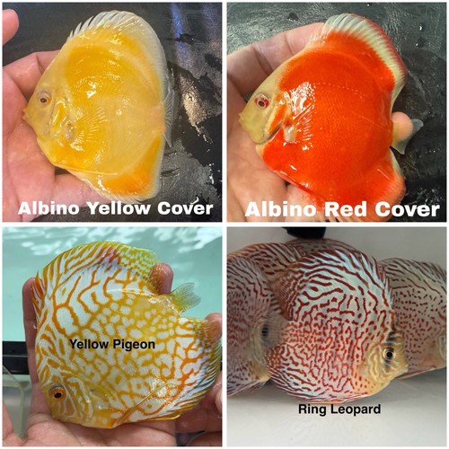 Pack discus fish 3 75 - 4, 3.75