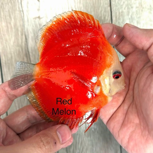 Pack 4 red - -,
