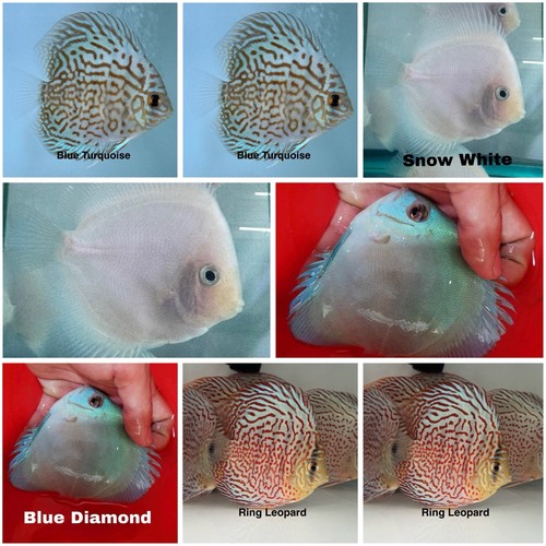 Pack discus fish - pack, of