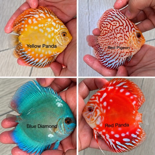Pack 5 to 4 - pack, 3.5”