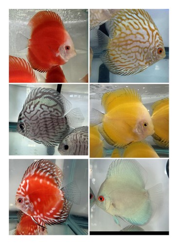 Pack live discus 3 5 - of, 3.5