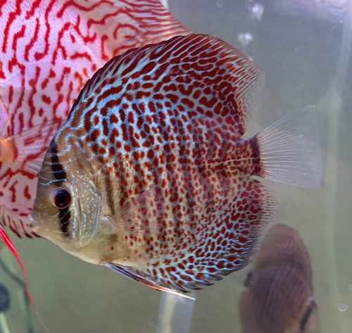 Snakeskin heckle red - heckle,