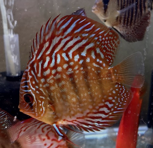 Burnt orange turquoise discus - burnt, orange/turquoise