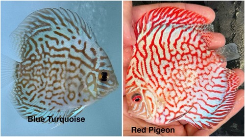 Pack discus fish - fish, 3.75"