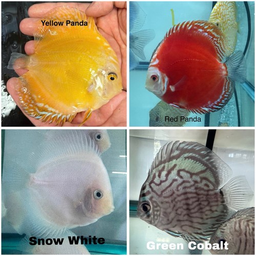 Pack discus fish - discus, 3.75"
