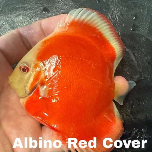 Albino red cover discus 5 - x4,