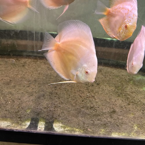 Albion discus inch tropical - ,