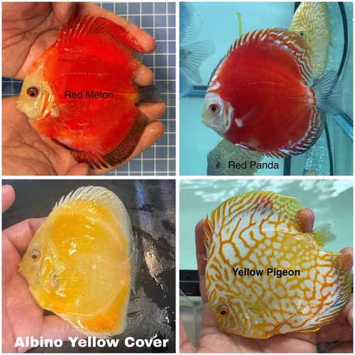 Pack discus fish - of, 4