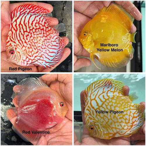 Pack discus fish 5 - pack, 3.5”-4
