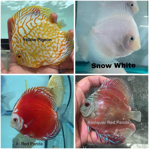 Pack discus fish - 4, 3.75"