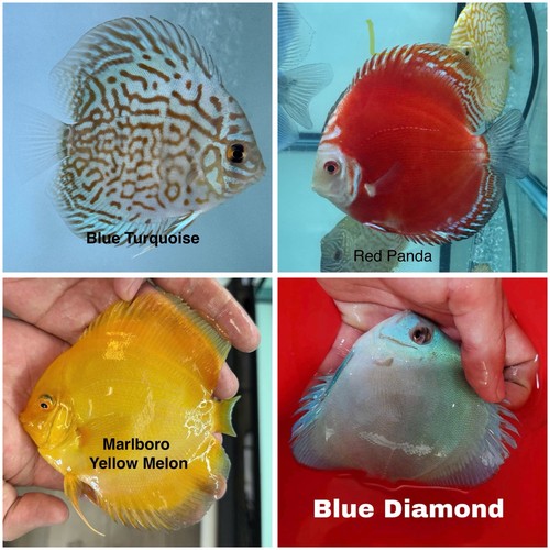 Pack discus fish - pack, of