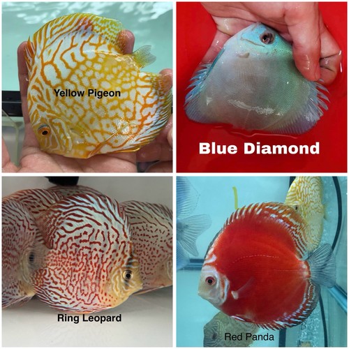 Pack discus fish 3 - 4, 3.75