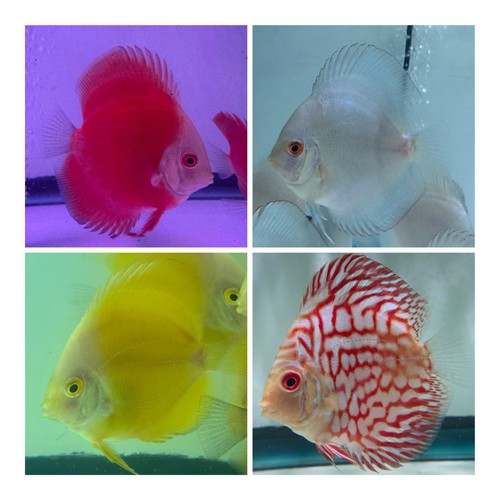 Pack live discus fish - pack, 3.5"