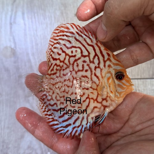 Red tiger size - x1, 3.5”-