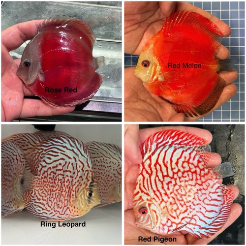 Pack discus fish 3 - pack,