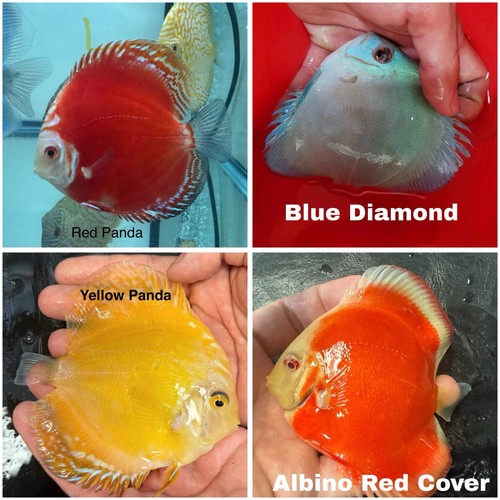 Pack discus fish - fish,