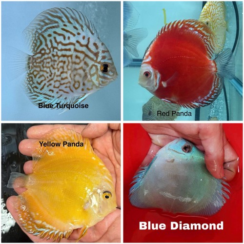 Pack discus fish 3 75 - 4,