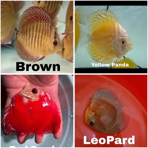 Pack discus fish 5 - pack,