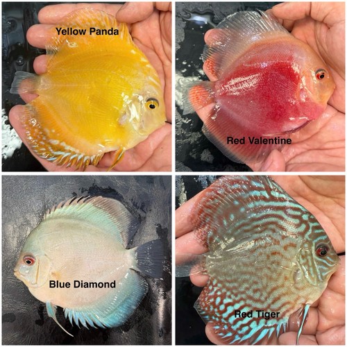 Pack discus fish 3 75 - of,