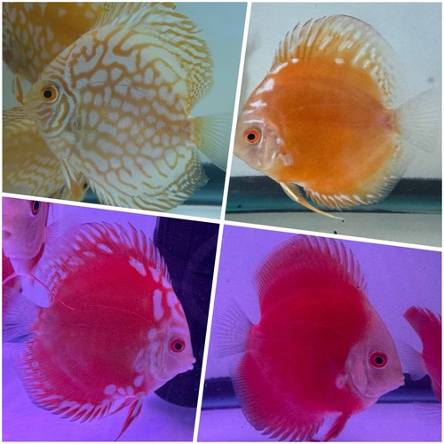 Pack live discus fish 5 - 4,