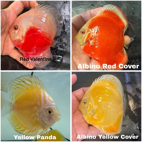 Pack discus fish 3 75 - 4,