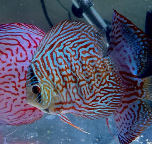 Red and turquoise discus - red,