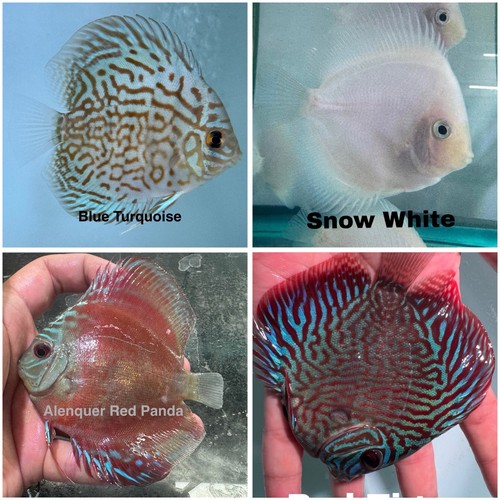 Pack discus fish - 4, 3.75"