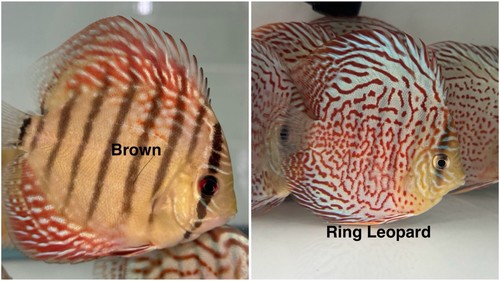 Pack discus fish - discus,