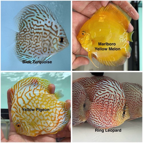 Pack discus fish 3 - 4,
