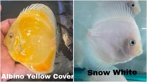 Pack discus fish - of, 2