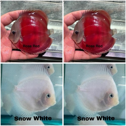 Pack discus fish 3 75 - pack,