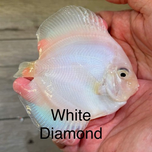 Pack 4 white - 3.5”-, 4”