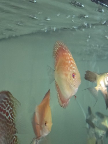 Discus red marlboro 4 - discus,