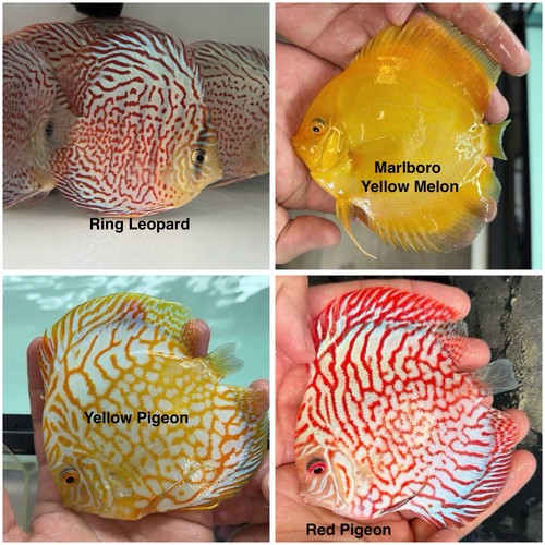 Pack discus fish 3 - discus,