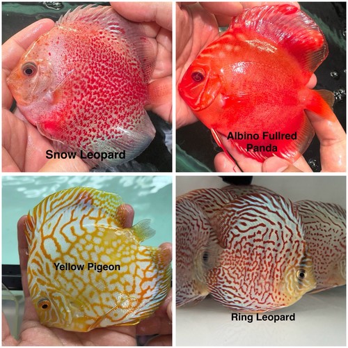 Pack discus fish - of, 4