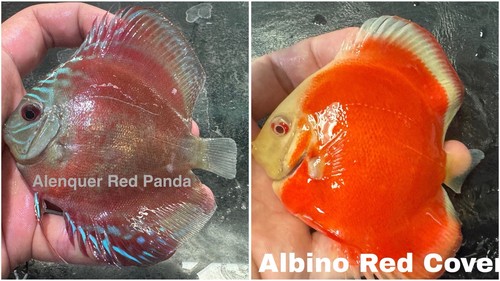 Pack discus fish - pack,