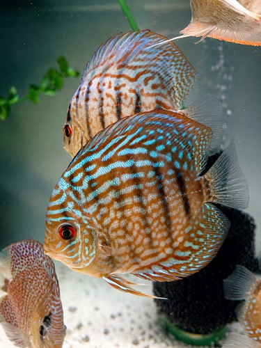 Blue turquoise discus fish - blue, 4in
