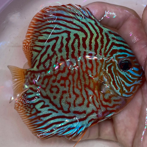Red turquoise discus - turquoise,